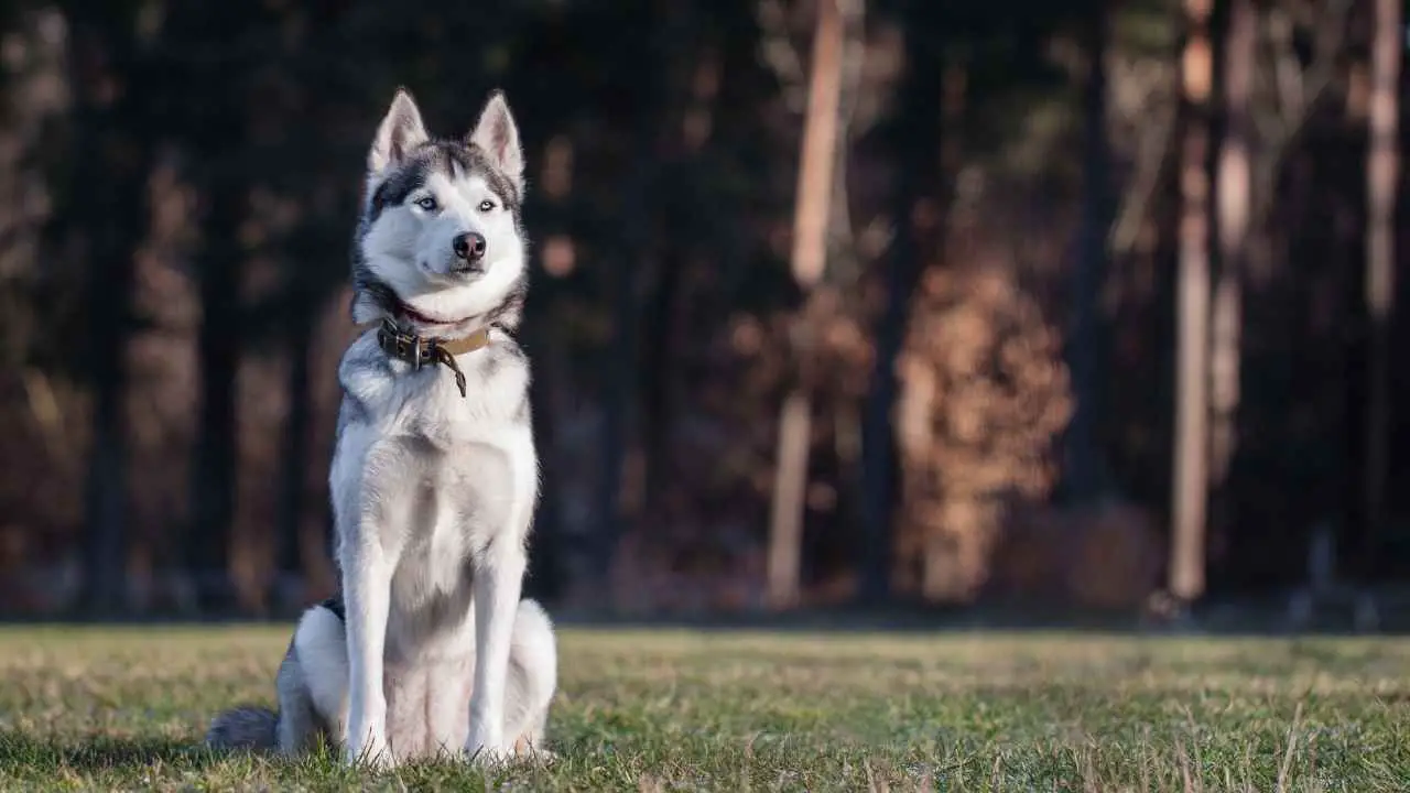 Husky Sibérien