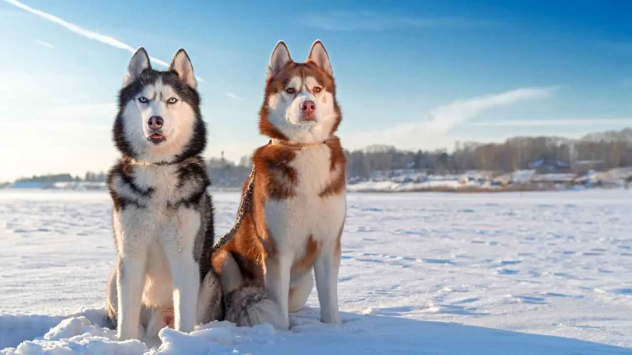 Husky Sibérien