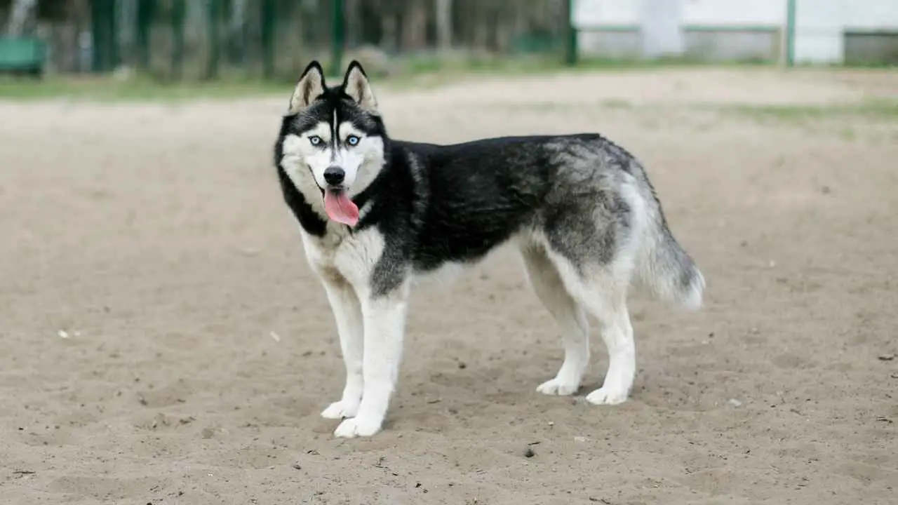 Husky Sibérien