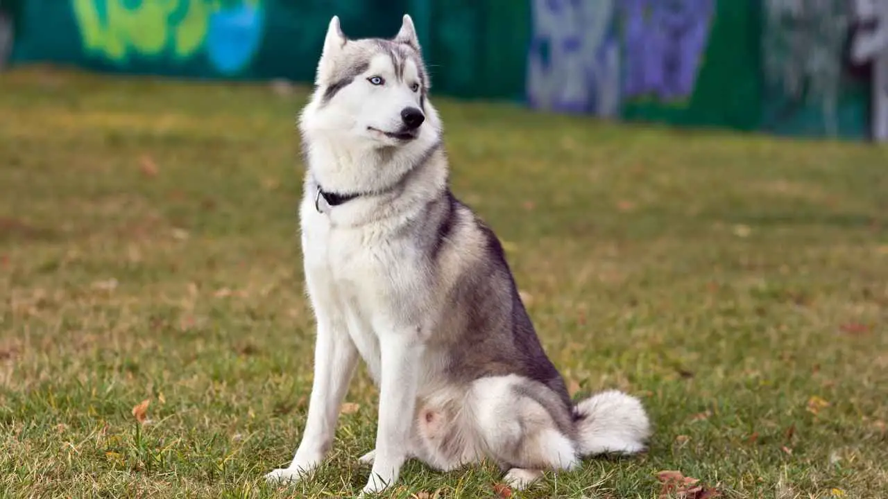 Husky Sibérien