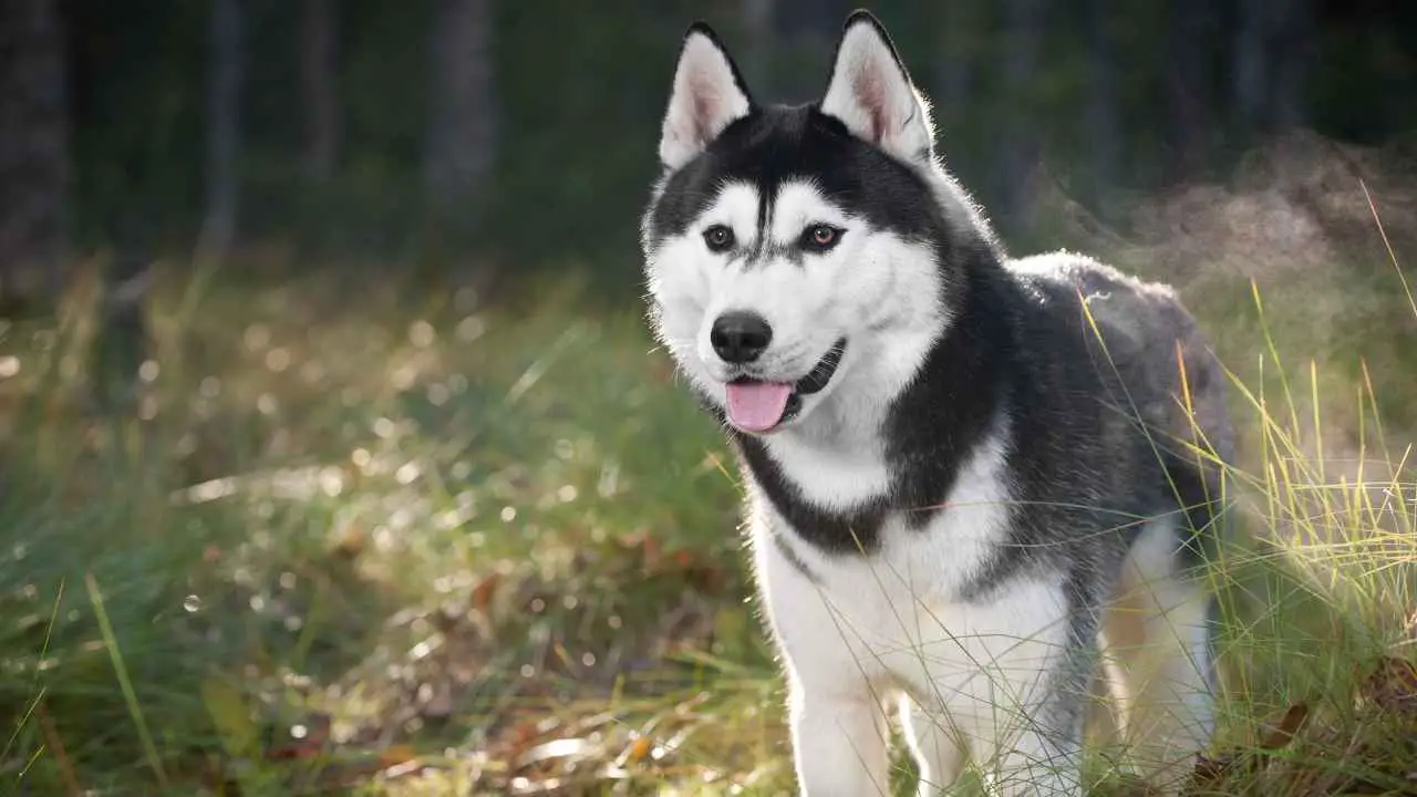 Husky Sibérien