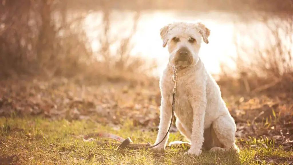 Terrier-Wheaten-à-poil-doux-1