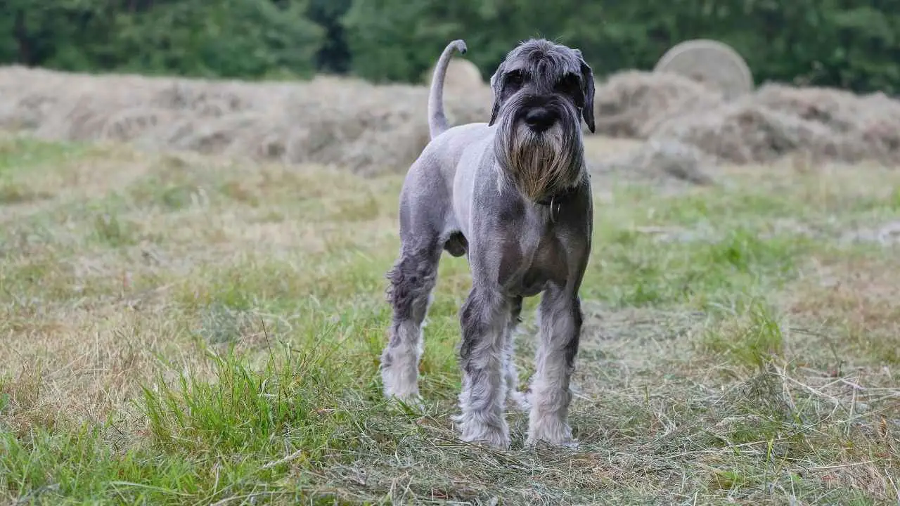 Schnauzer standard