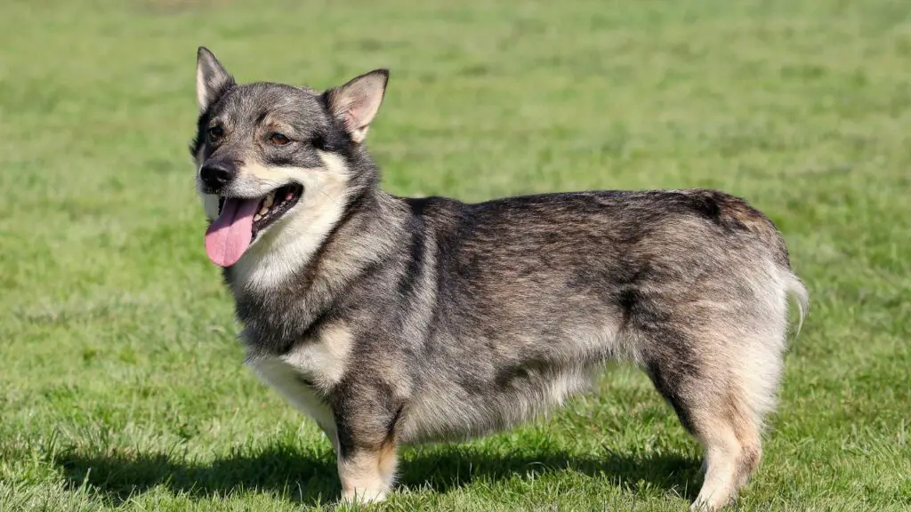 Vallhund suédois