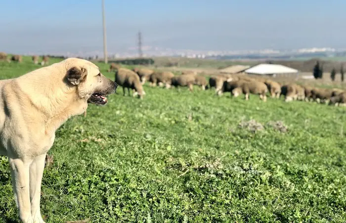 chien anatolien