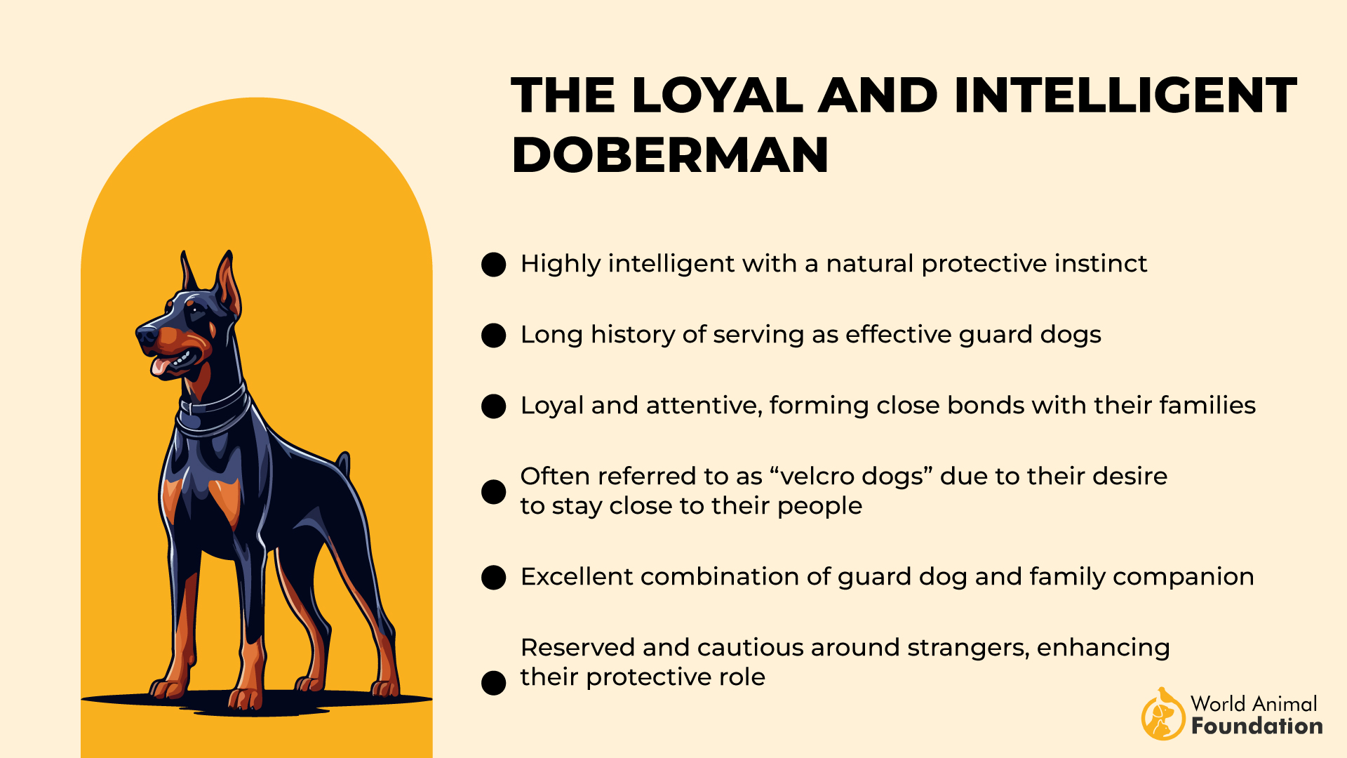 Le Doberman-01 loyal et intelligent