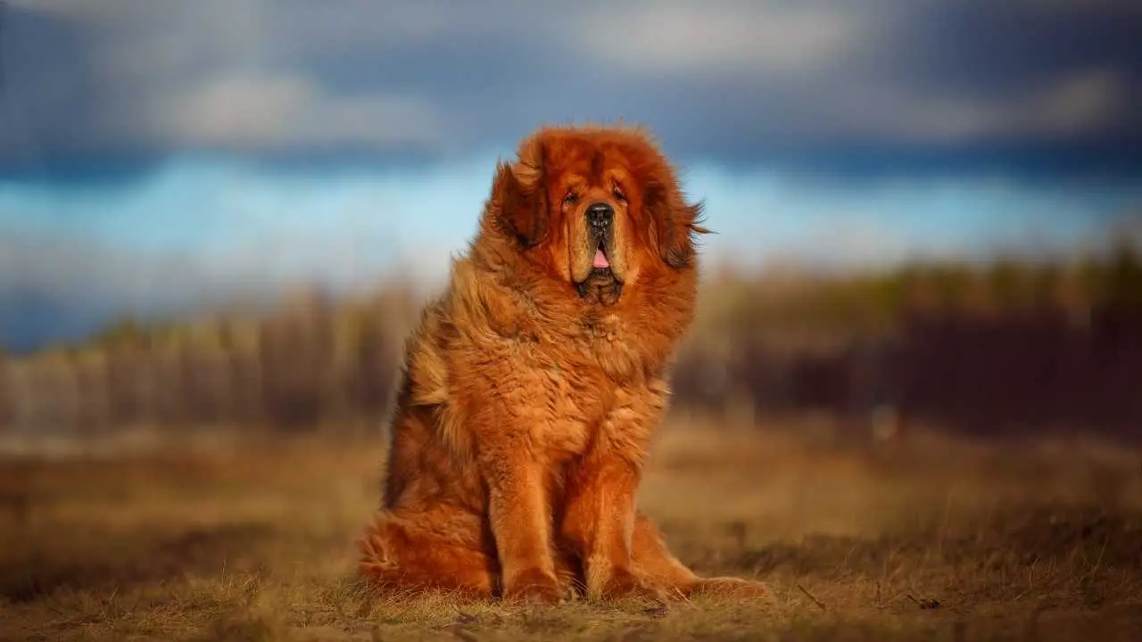 Dogue du Tibet