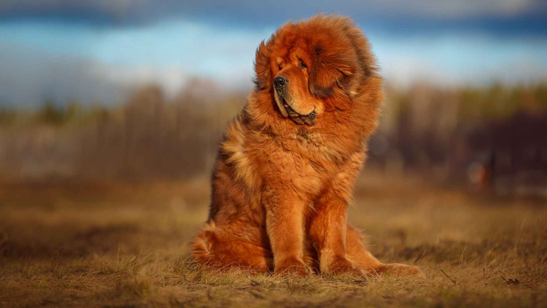 Dogue du Tibet