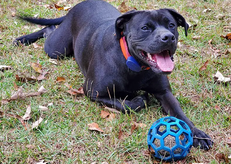 installer une clôture souterraine pour chiens