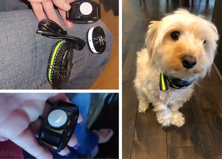 colliers de dressage vibrants pour chiens