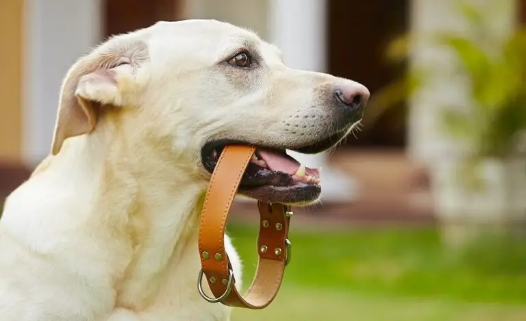 comment mesurer un collier de chien