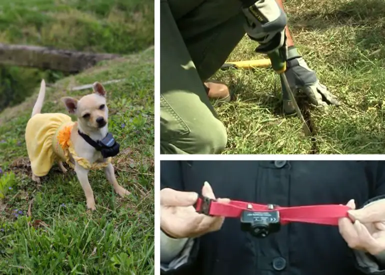 installation d'une clôture souterraine pour chiens