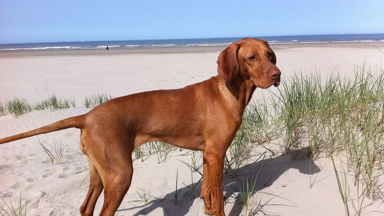 Vizsla