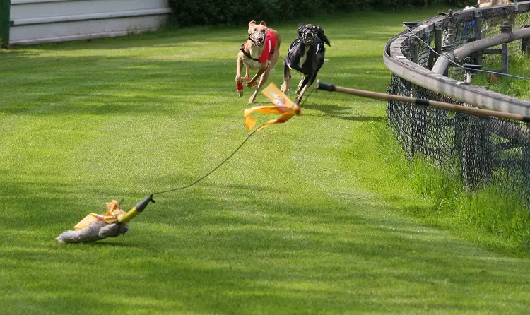 les courses de chiens sont-elles légales