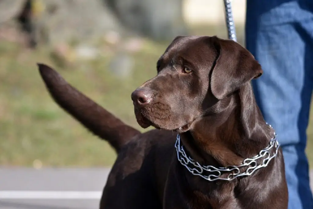 comment mettre un collier à griffes sur un chien