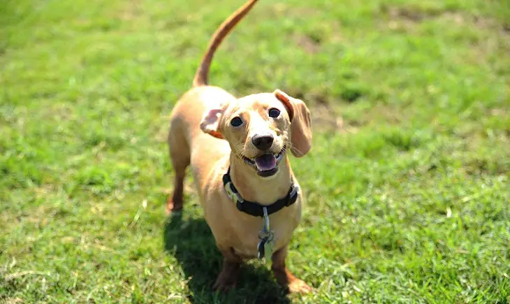 comment empêcher un chien de pleurnicher