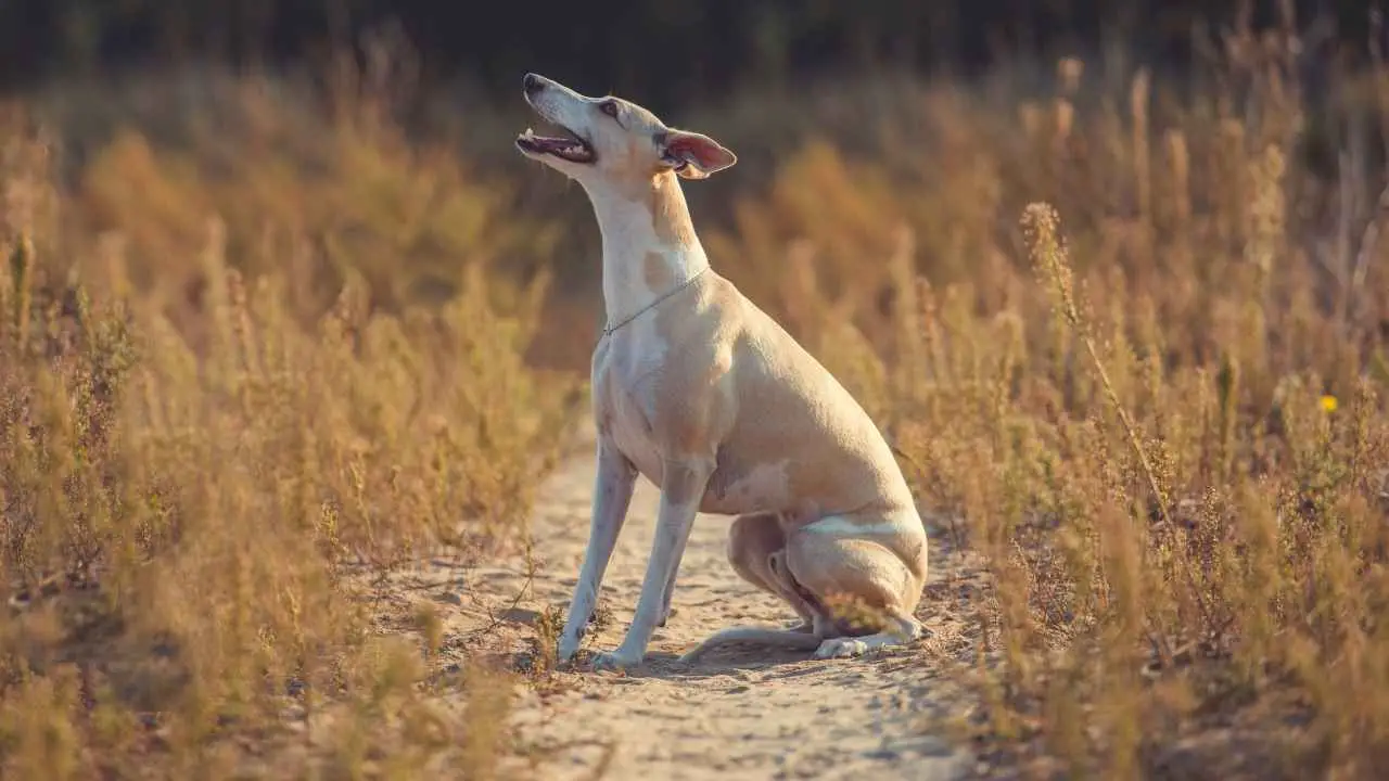 Whippet