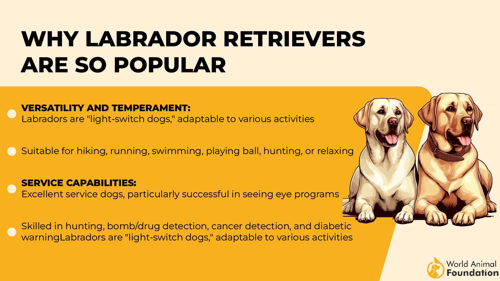 Pourquoi les Labrador Retrievers sont si populaires-01