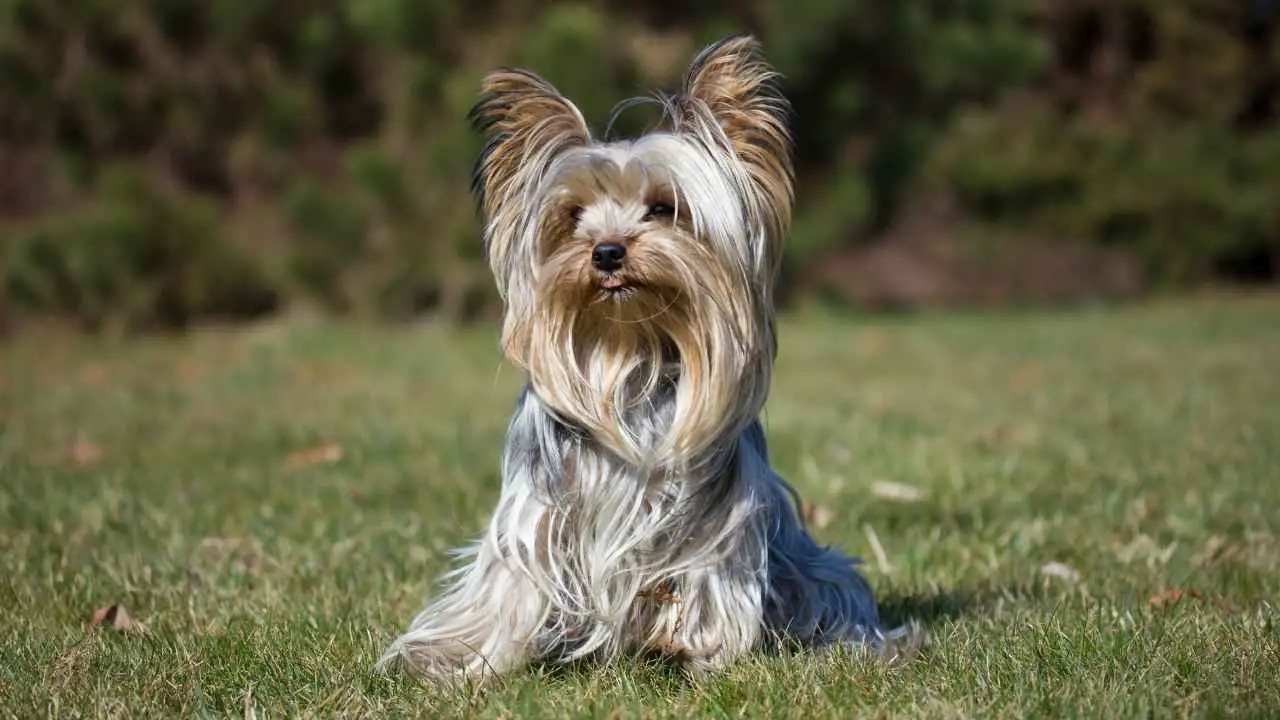 Yorkshire Terrier