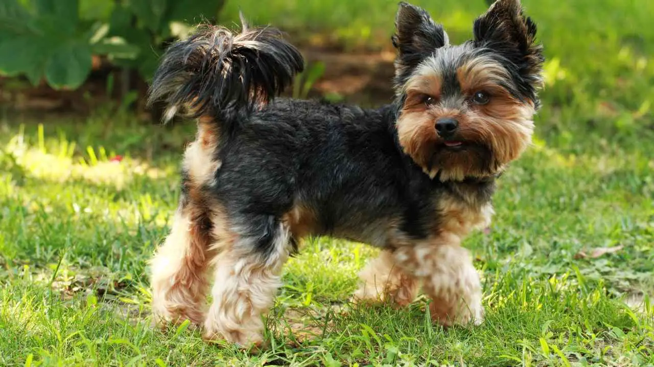 Yorkshire Terrier