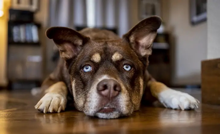 comment empêcher un chiot de pleurnicher