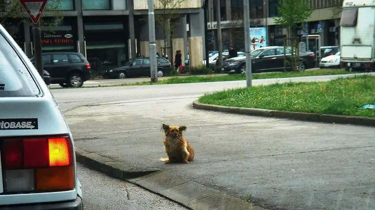 comment garder un chien dans la cour sans clôture