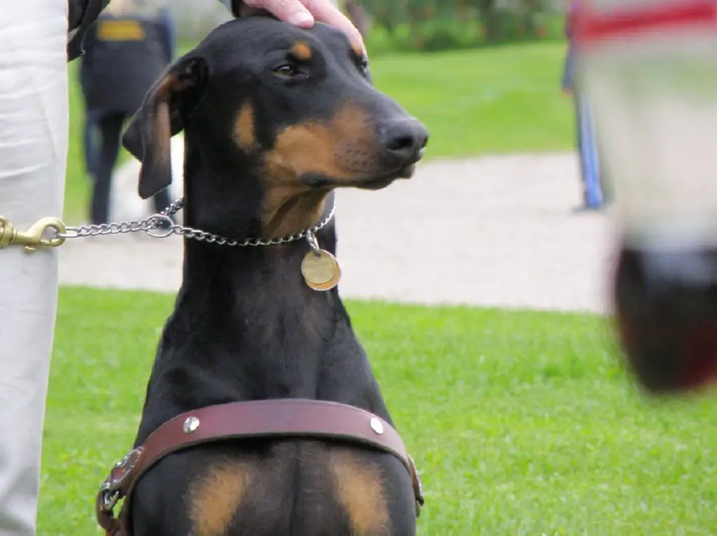 comment mettre un collier pincé