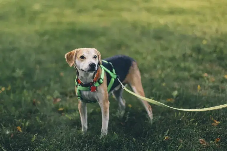 comment garder un chien dans la cour sans clôture