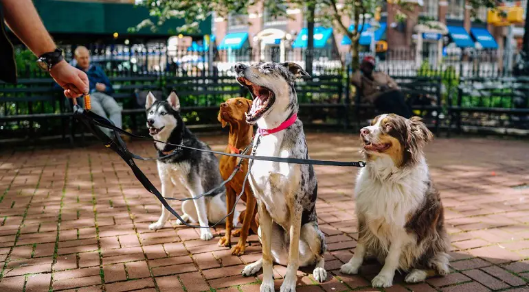 comment se débarrasser d'un chien dont on ne veut pas
