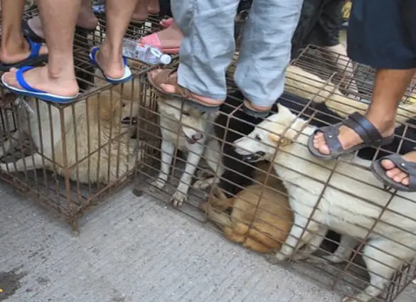 festival de la viande de chien de Yulin 2021